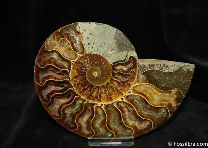 Natures Art Inch Ammonite (Half) #1287